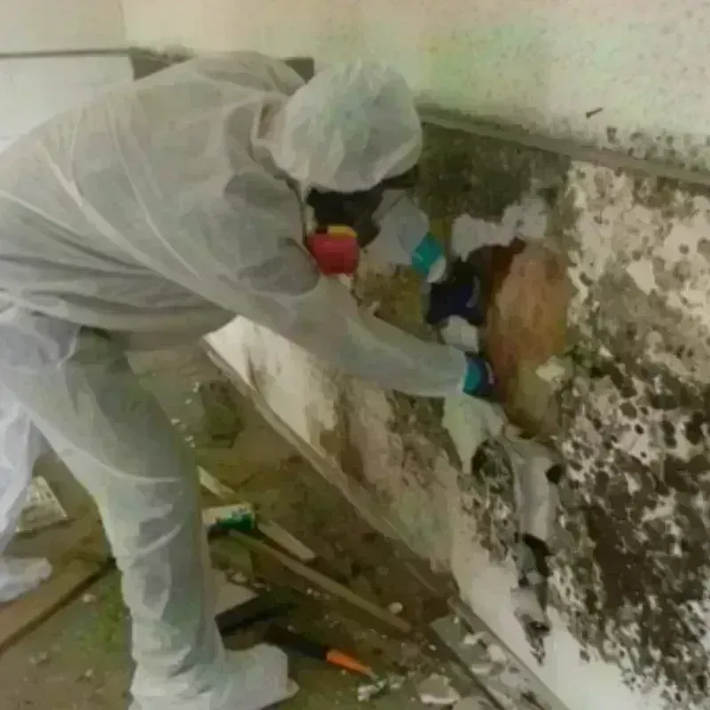 Mold Remediation and Removal in Justice, OK